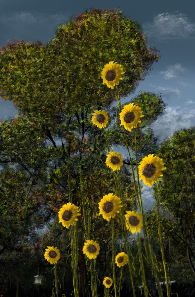 sunflowers in midland michigan